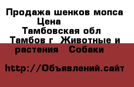 Продажа шенков мопса › Цена ­ 14 000 - Тамбовская обл., Тамбов г. Животные и растения » Собаки   